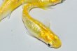 画像7: 326　卵付き！　虹彩美麗！　レモンスカッシュ  　Ｌサイズ  3匹 (7)