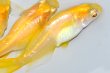 画像4: 328　　ブドウ目！　アルビノクイーン・レモン（ヒカリ体型）　Ｌサイズ4匹 (4)