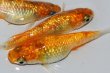 画像5: 331　父の日セール！ＮＥW！　キャロットスター（普通体型）　Lサイズ  3匹 (5)