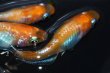 画像3: 340　ＮＥW！レッドタイプ！Japan・ブルードレス（普通体型）  　LМサイズ  3匹 (3)