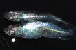 画像6: 348　ＮＥW！オニキスメタル（ヒカリ体型） 　Lサイズ  1ペア (6)