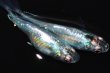 画像7: 348　ＮＥW！オニキスメタル（ヒカリ体型） 　Lサイズ  1ペア (7)