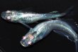 画像2: 348　ＮＥW！オニキスメタル（ヒカリ体型） 　Lサイズ  1ペア (2)