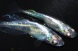 画像1: 348　ＮＥW！オニキスメタル（ヒカリ体型） 　Lサイズ  1ペア (1)