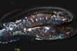 画像2: 254　チャンス！　ブラックマンバ（普通体型）  　Lサイズ  1ペア (2)