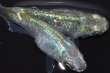 画像3: 359　チャンス！　NEWショートタイプ！　エメラルダ（普通体型）  　LMサイズ  1ペア (3)