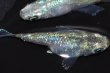 画像6: 359　チャンス！　NEWショートタイプ！　エメラルダ（普通体型）  　LMサイズ  1ペア (6)