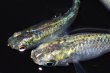 画像3: 364　　　エメラルダ（普通体型）  　Ｌサイズ  3匹 (3)