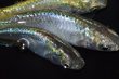 画像4: 364　　　エメラルダ（普通体型）  　Ｌサイズ  3匹 (4)