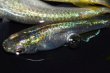 画像7: 364　　　エメラルダ（普通体型）  　Ｌサイズ  3匹 (7)