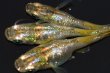 画像9: 383　チャンス!虹彩強！鳳凰（ヒカリ体型）  　Lサイズ  3匹 (9)