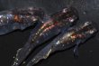 画像3: 380　虹彩美麗！スーパー魔王・改Lサイズ・3匹 (3)