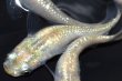 画像4: 382　チャンス！ミルキーゴールドティアラ（普通体型） Lサイズ・4匹 (4)