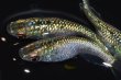 画像6: 394　　特選美麗個体！ペリドット（普通体型） 　Ｌサイズ  3匹 (6)