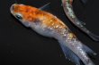 画像4: 410　安芸三色ハレギ（普通体型）Ｌサイズ  3匹 (4)