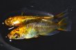 画像7: 414　　　レアー個体！黒蜜レモン（ヒカリ体型）　LМサイズ  1ペア (7)