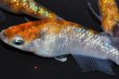 画像6: 410　安芸三色ハレギ（普通体型）Ｌサイズ  3匹 (6)