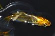 画像5: 414　　　レアー個体！黒蜜レモン（ヒカリ体型）　LМサイズ  1ペア (5)