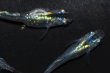 画像7: 419　虹彩変化強！宝鱗無双（ヒカリ体型）　Мサイズ  3匹 (7)