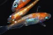 画像3: 421　ＮＥW！レッドタイプ！Japan・ブルードレス（普通体型）  　LМサイズ  3匹 (3)