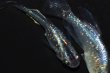 画像3: 419　虹彩変化強！宝鱗無双（ヒカリ体型）　Мサイズ  3匹 (3)