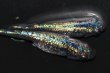 画像6: 420　有望個体！　ヒレナガ血統！　スーパー魔王・改スペシャル（普通体型） LМサイズ・1ペア (6)