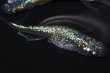 画像5: 420　有望個体！　ヒレナガ血統！　スーパー魔王・改スペシャル（普通体型） LМサイズ・1ペア (5)