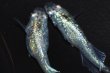 画像7: 473　サマーセール！ラメ・虹彩抜群個体！月虹スパンコール（ヒカリ体型）LМサイズ  1ペア (7)