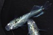 画像1: 473　サマーセール！ラメ・虹彩抜群個体！月虹スパンコール（ヒカリ体型）LМサイズ  1ペア (1)