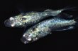 画像5: 473　サマーセール！ラメ・虹彩抜群個体！月虹スパンコール（ヒカリ体型）LМサイズ  1ペア (5)