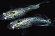 画像6: 473　サマーセール！ラメ・虹彩抜群個体！月虹スパンコール（ヒカリ体型）LМサイズ  1ペア (6)