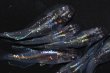 画像2: 468　 サマーセール！虹彩変化！　宝鱗無双　（ヒカリ体型） Мサイズ・6匹 (2)