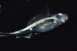 画像7: 479　サマーセール！　ストームマジック（普通体型）  　Lサイズ  6匹 (7)
