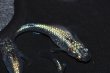 画像8: 478　サマーセール！特美個体！！　スーパー魔王・改スペシャル（普通体型）Мサイズ 3匹 (8)