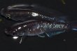 画像3: 494　サマーセール!ブラックマンバ（同腹個体・普通体型）  　LМサイズ  1ペア (3)