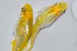 画像5: 486　 サマーセール！　ラメ・虹彩美麗！　レモンスカッシュ（ヒカリ体型） LМサイズ  4匹 (5)