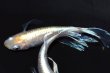 画像6: 490　サマーセール　ＮＥW！美麗個体！フロストフラワーロングドレス（普通体型）Lサイズ 3匹 (6)