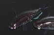 画像2: 494　サマーセール!ブラックマンバ（同腹個体・普通体型）  　LМサイズ  1ペア (2)