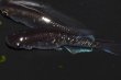 画像4: 494　サマーセール!ブラックマンバ（同腹個体・普通体型）  　LМサイズ  1ペア (4)