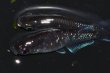 画像1: 494　サマーセール!ブラックマンバ（同腹個体・普通体型）  　LМサイズ  1ペア (1)