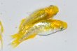 画像3: 486　 サマーセール！　ラメ・虹彩美麗！　レモンスカッシュ（ヒカリ体型） LМサイズ  4匹 (3)