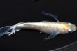 画像5: 490　サマーセール　ＮＥW！美麗個体！フロストフラワーロングドレス（普通体型）Lサイズ 3匹 (5)