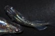画像5: 496　サマーセール！虹彩変化強！　スーパー魔王・改（ヒカリ体型）LМサイズ  3匹 (5)