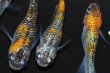 画像2: 497　サマーセール！　ハレギ（普通体型）  　Lサイズ  5匹 (2)