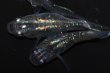 画像1: 496　サマーセール！虹彩変化強！　スーパー魔王・改（ヒカリ体型）LМサイズ  3匹 (1)