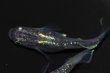 画像6: 496　サマーセール！虹彩変化強！　スーパー魔王・改（ヒカリ体型）LМサイズ  3匹 (6)