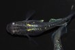 画像7: 496　サマーセール！虹彩変化強！　スーパー魔王・改（ヒカリ体型）LМサイズ  3匹 (7)