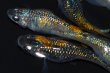 画像8: 497　サマーセール！　ハレギ（普通体型）  　Lサイズ  5匹 (8)