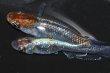 画像4: 503　サマーセール！ＮＥW！SS級！ブランデーファントム（普通体型）　LМサイズ  1ペア (4)
