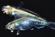 画像5: 500　サマーセール！SS級！  エメラルダ・RAINBOW　LМサイズ  1ペア (5)